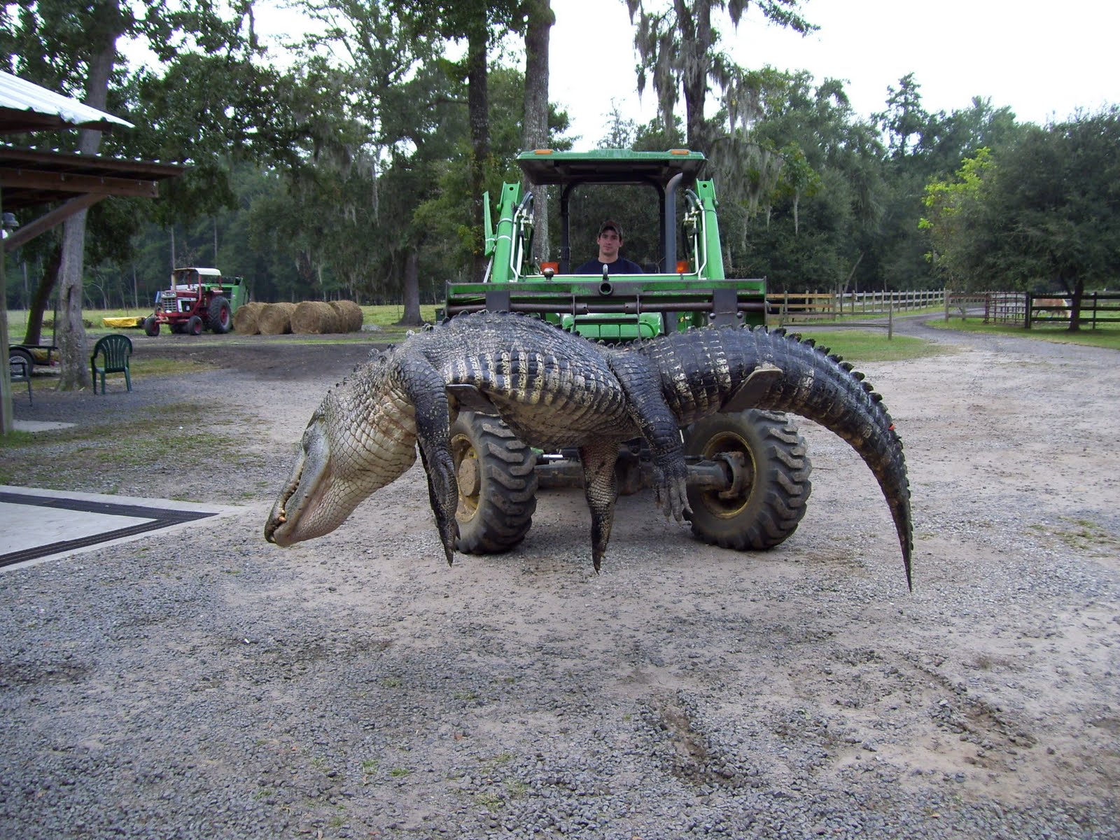 Gator Tags In South Carolina at Cheryl Farmer blog